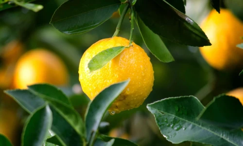 Fruit Trees for Your Yard