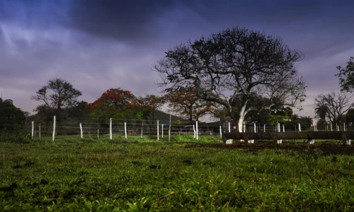 Types of Trees for Your Backyard