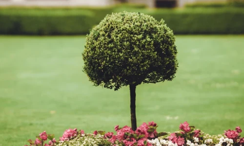 The Best Trees for Your Yard