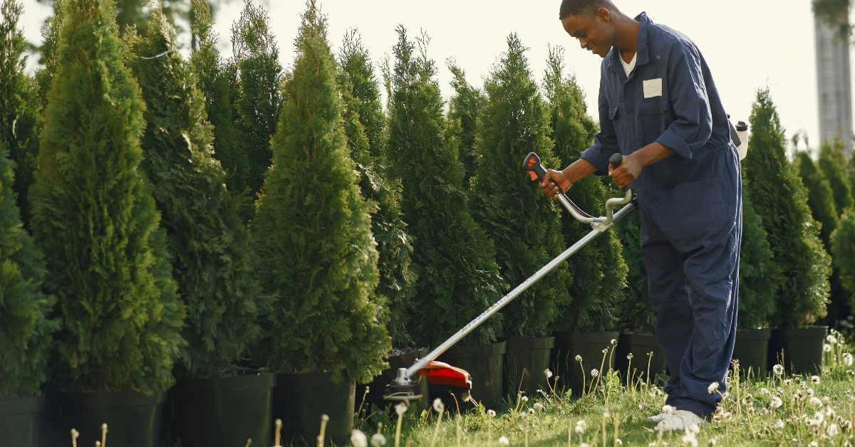 How Often Do I Need Trim Services for My Trees?