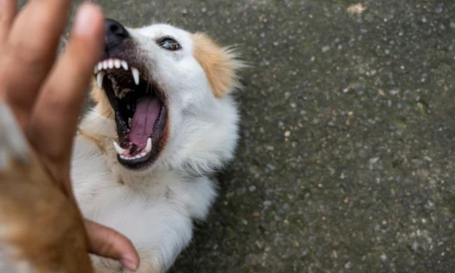¿Cuándo puedo demandar por una mordida de perro?