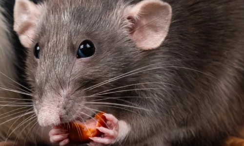 Tips para prevenir ratas en su casa