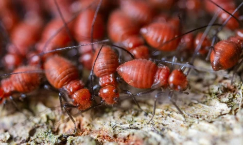 How Often Should I Look for Termites in My Home?