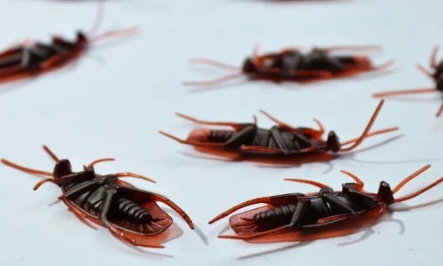 Por qué solo usar insecticida no funciona ante una infestación