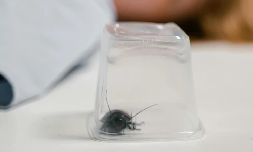 How Long Do the Results of a Fumigation Last?